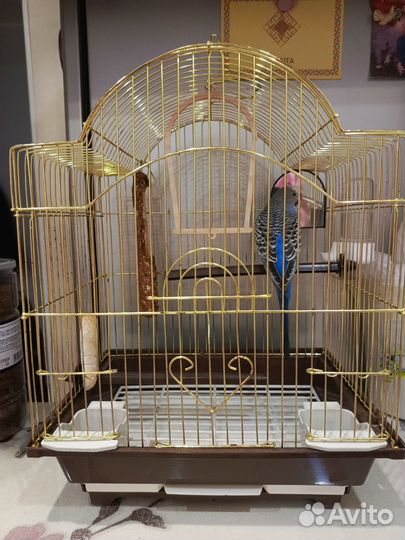 Волнистый попугай с клеткой