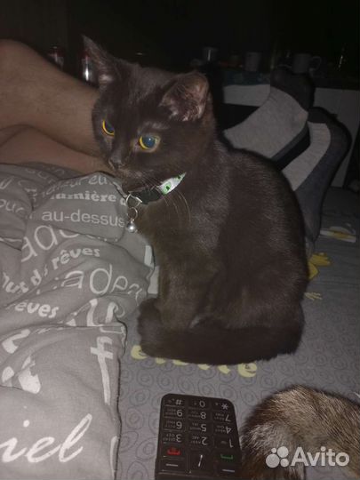 Шотландская,не веслоухая,отдаём в хорошие руки