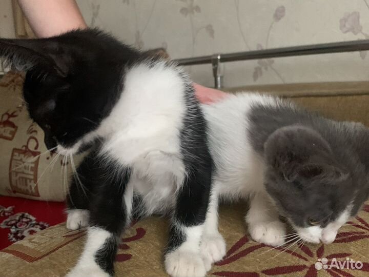 Кошки дворовые бесплатно к лотку приучены