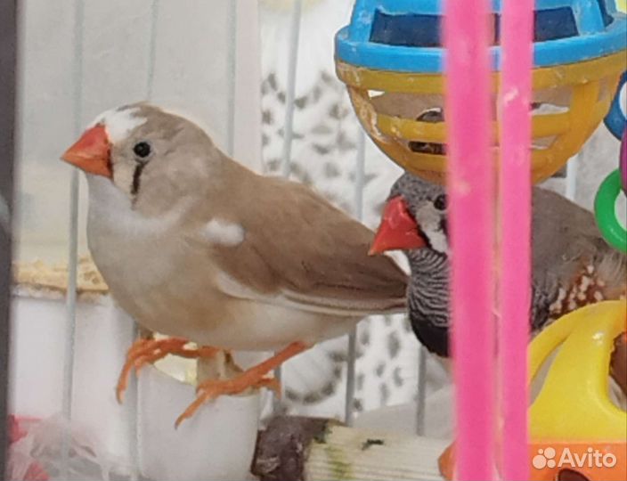 Пара зебровых амадин