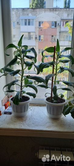 Каланхоэ лечебное