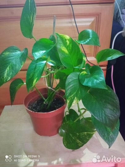 Эпипремнум золотистый