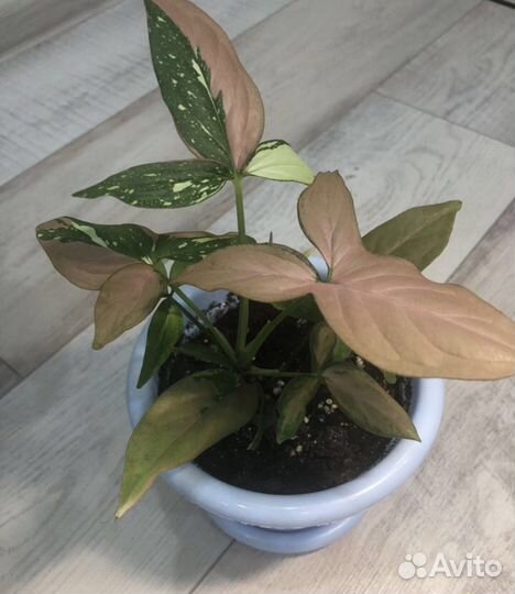 Сингониум Ред Спот Трикор