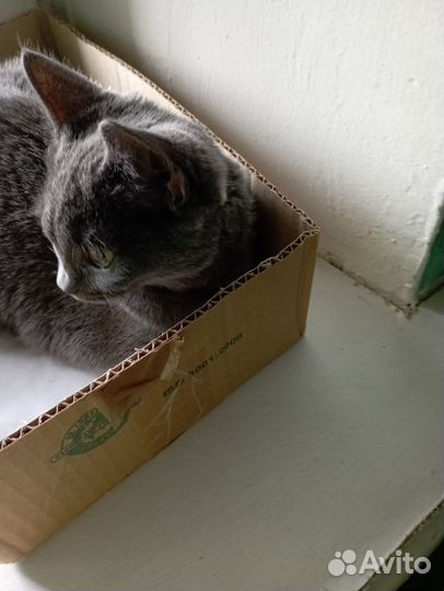 Найден котёнок