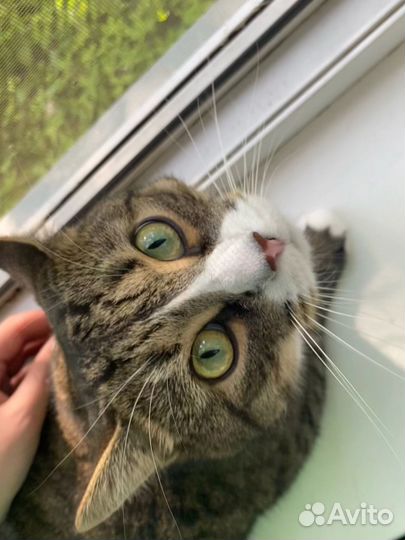Отдам кота в добрые руки