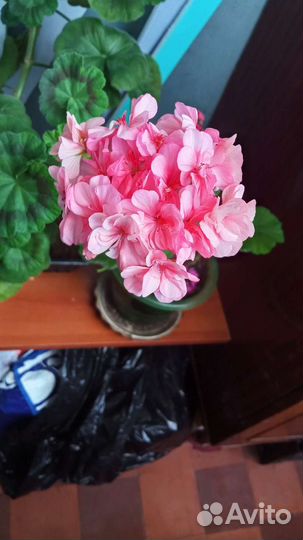 Герань пеларгония розебудная