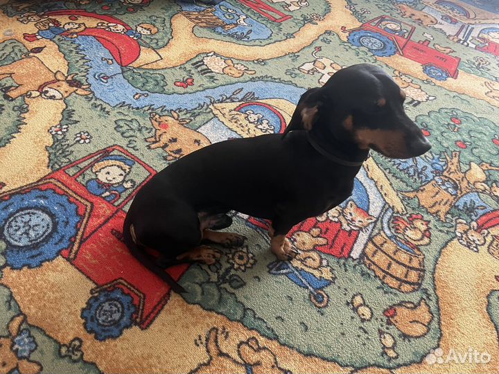 Кроличья такса вязка