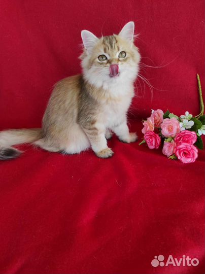 Британская длинношерстная золотая шиншилла