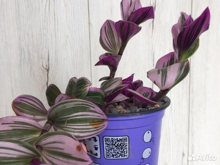 Традесканция