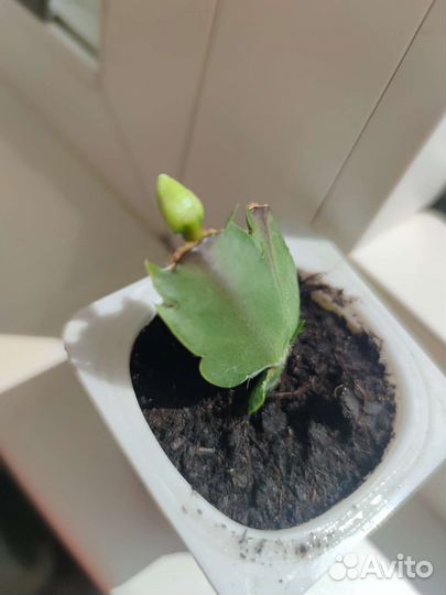 Декабрист, шлюмбергера, зигокактус