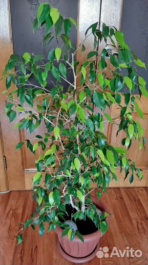 Фикус бенджамина большой