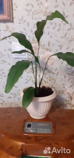 Спатифиллум (женское счастье)