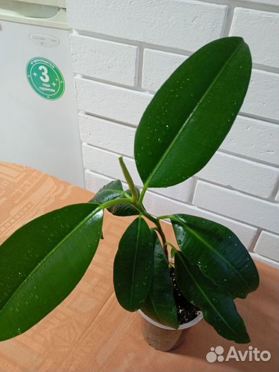 Домашние растения