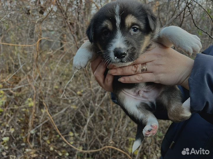 Собака в добрые руки