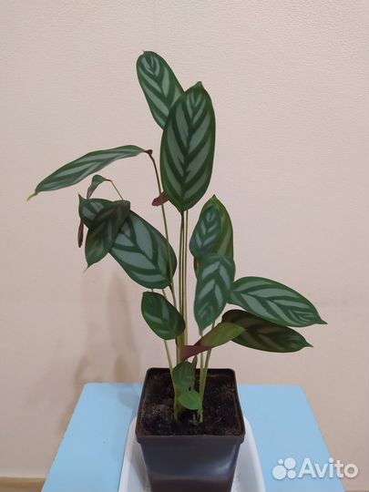 Комнатные цветы