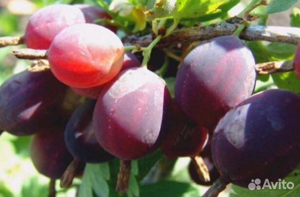 Смородина золотистая