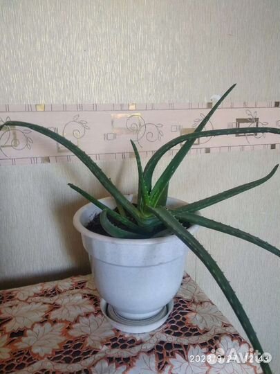 Алоэ Вера