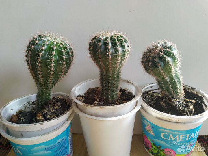 Кактус эхинопсис