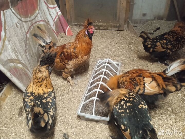 Молодые петушки