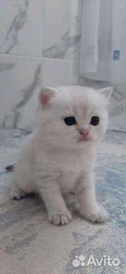 Шотландская