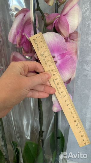 Сортовые орхидеи