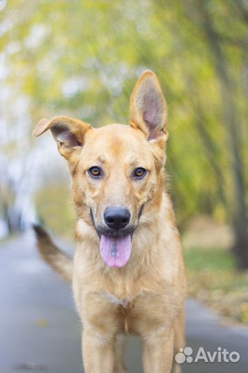 Собака в добрые руки