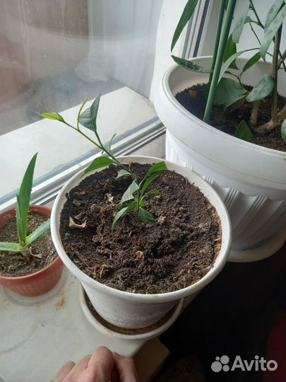 Лимонное дерево