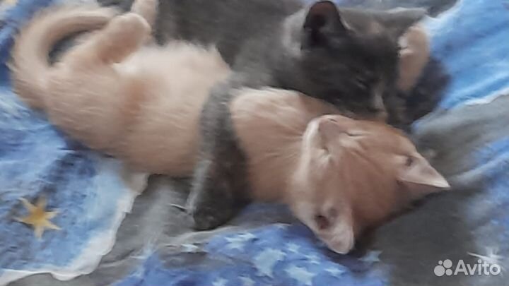 Котята в добрые руки