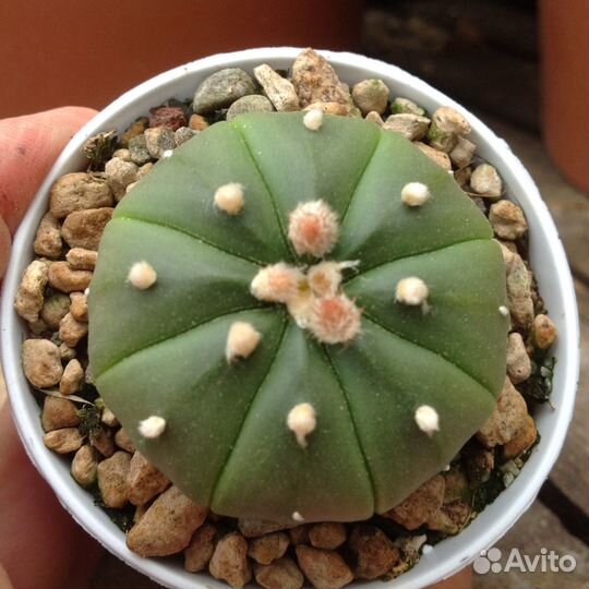 Семена: адениум, астрофитум, плюмерия, лавр