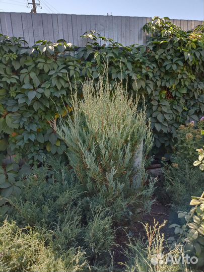 Можжевельник