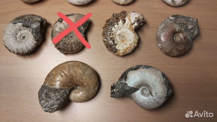 Аммониты окаменелость 4 см (500)