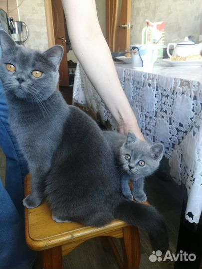 Котята шотландцы