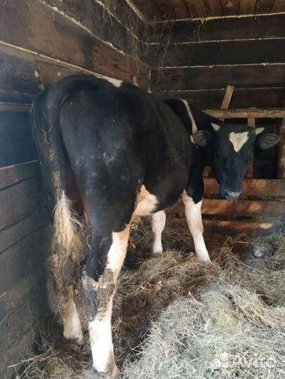 Бык живым весом продать