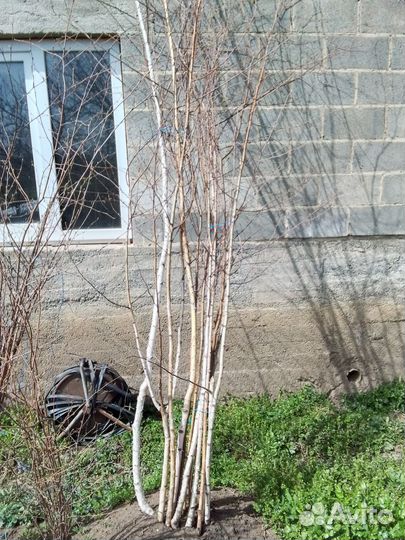 Берёза саженцы
