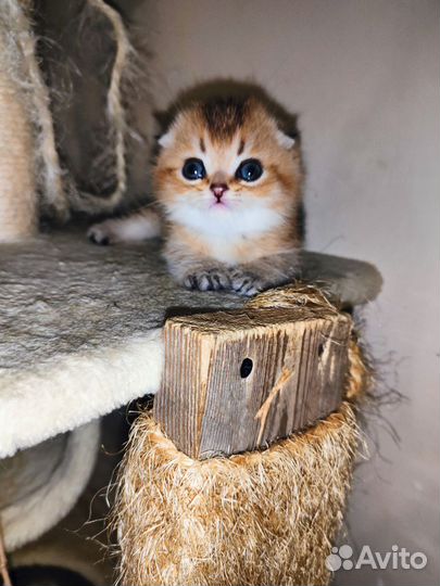 Шотландская малышня