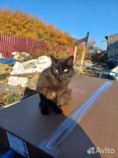 Котята в добрые руки бесплатно