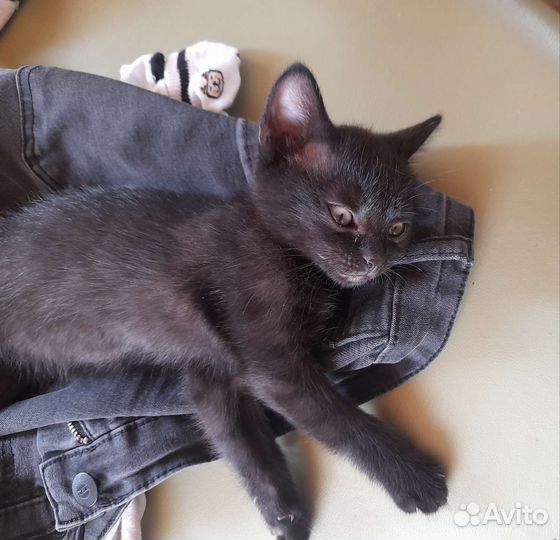 Кошка в дар бесплатно