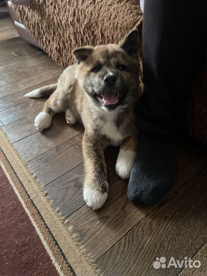 Акита-ину вязка кобель