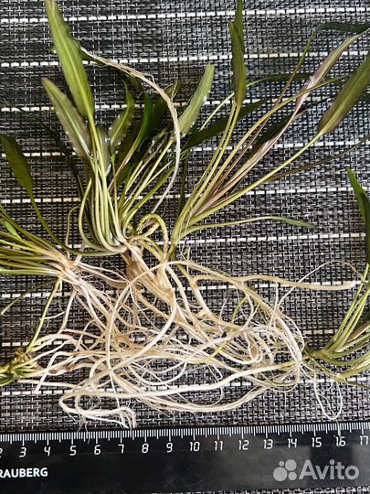 Растения для аквариума