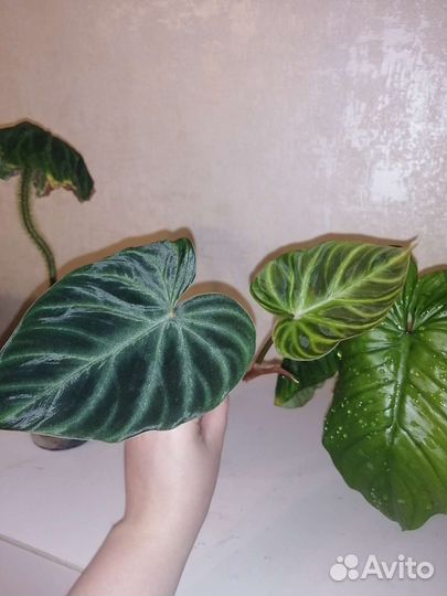 Филодендрон Веррукозум