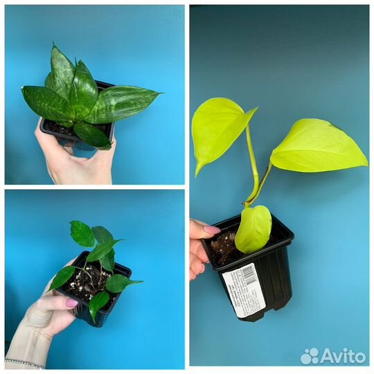 Укорененные черенки