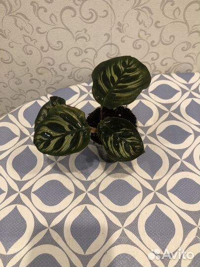 Калатея Нетворк, Макоя,Ктенанты