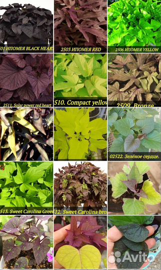 Ипомея батат в ассортименте