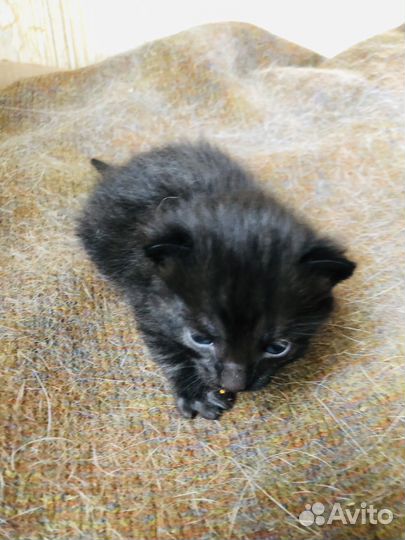 Девочка- ночка