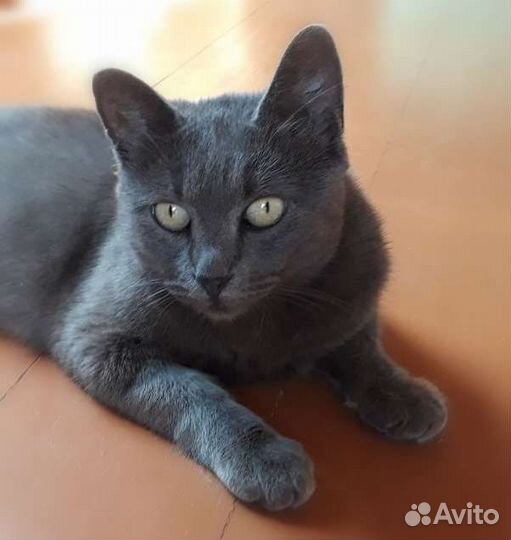 Кошки в добрые руки