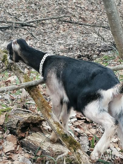 Продаются козочки 50% ламанчи,линия Вест