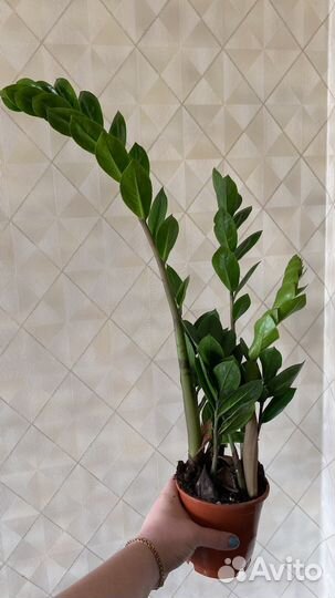 Замиокулькас