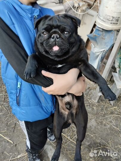 Мопс вязка мальчик