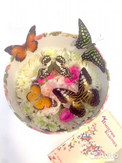 Живые тропические бабочки для подарка
