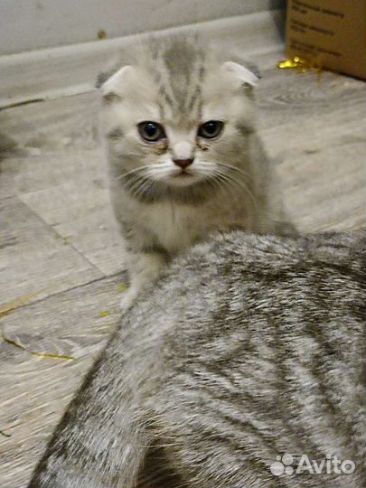 Шотландская вислоухая кошка